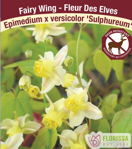 Epimedium 'Sulphureum' New 2023